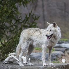 a white wolf standing on top of a rock