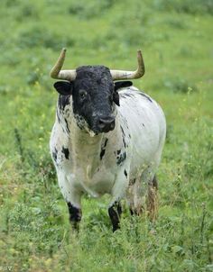 a black and white cow with horns standing in the grass