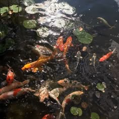 many koi fish are swimming in the pond