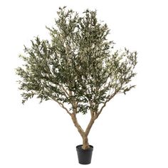 an olive tree in a pot on a white background