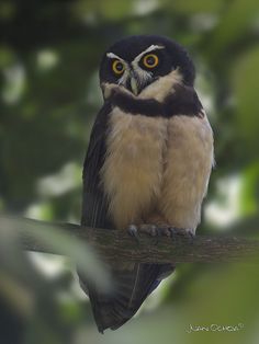 an owl is sitting on a branch with its eyes wide open and looking at the camera