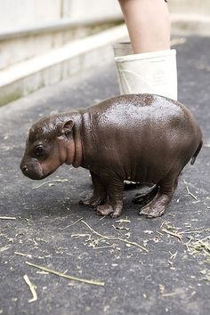 a baby hippo standing next to a woman's leg with the caption that reads, that's what healthy two hours old baby hippopanimus looks like