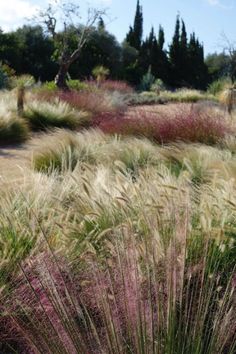 the grass is blowing in the wind