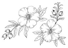 three flowers are shown in black and white on a white background, one is drawn by hand