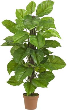 a potted plant with large green leaves