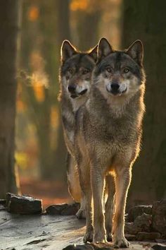 two gray wolfs standing on a log in the woods looking at the camera with their eyes closed