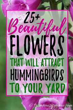 Hummingbird Plants: 25+ Of The Best Flowers That Attract Hummingbirds Ivy Geraniums, Container Gardening Ideas, Ideas For Flowers, Sun Perennials