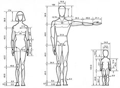 an image of a male mannequin with measurements for the torso and head, from a