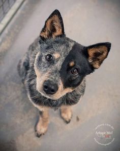 a black and brown dog looking up at the camera