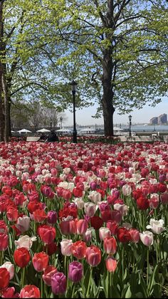 many red and white tulips are in the field