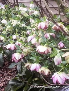 pink and white flowers growing on the side of a house