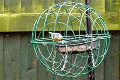 a bird is perched on top of a wire cage in front of a wooden fence