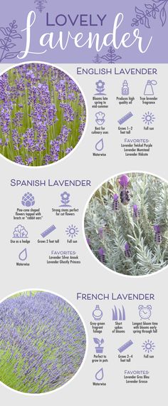 lavender is the most popular flower in the world, and it's very easy to grow