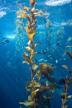 an underwater view of seaweed and other marine life in the ocean with blue water