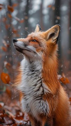 a red fox sitting on top of leaves in the forest with its mouth open and eyes closed