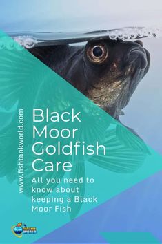 black moor goldfish care all you need to know about keeping a black moor fish