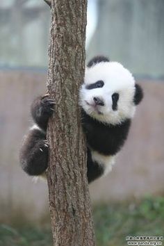 a panda bear climbing up the side of a tree