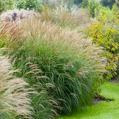 some very pretty plants in the grass