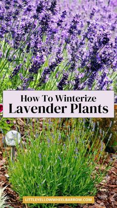 lavender plants with the title how to winterize lavender plants in front of them on a garden