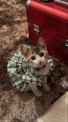 a cat wearing a dress sitting next to a red suitcase