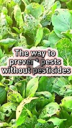 the way to prevent pests without pesticides is by using plants like lettuce