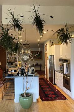 a potted plant sitting on top of a kitchen counter