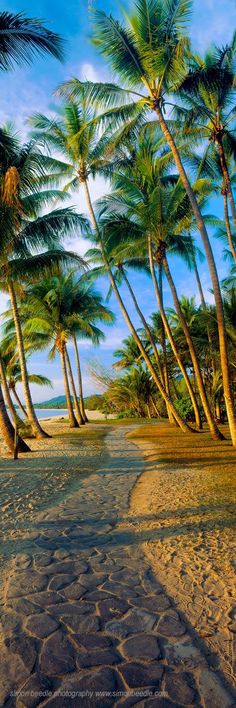 an instagram page with palm trees on the beach