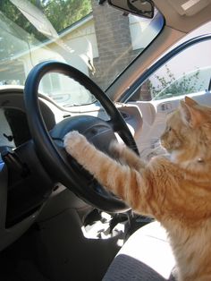 an orange cat sitting in the driver's seat of a car with its paw on the steering wheel