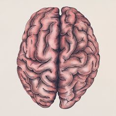 a drawing of a human brain on a white background with the left and right halves facing each other