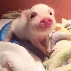 a small pig sitting on top of a pile of blankets