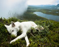 a white dog laying on top of a lush green hillside