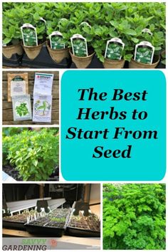 the best herbs to start from seed