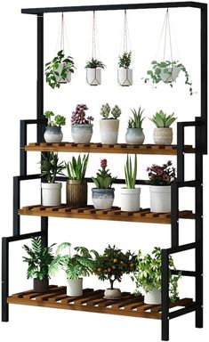 several potted plants are arranged on shelves