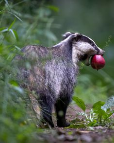 a badger eating an apple in the woods