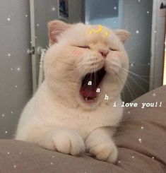 a white cat yawns while laying on a bed with its mouth open and tongue out