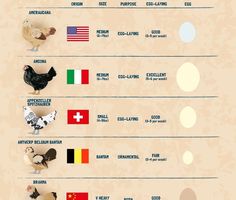 the world's most popular chicken breeds infographical poster with chickens, roosters and hens