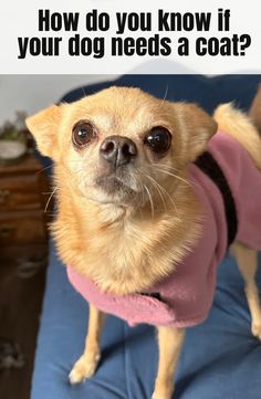 a small dog wearing a pink shirt on top of a blue couch with the caption how do you know if your dog needs a coat?