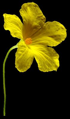 Bitter Melon, Small Garden, Plant Leaves, Flowers, Plants