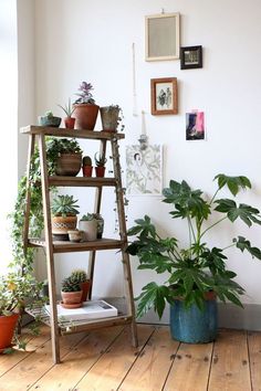 there are many potted plants on the shelves next to each other in this room