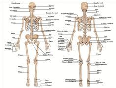 the human skeleton and its major skeletal systems is shown in this diagram, with labels on each