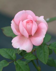 a pink rose with green leaves in the foreground