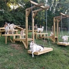 several goats are playing on wooden swings in the grass, while one goat is laying down