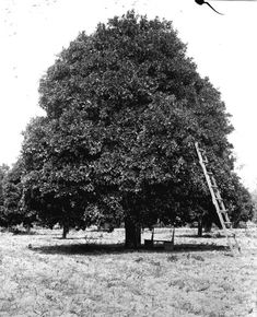 an old photo of a tree with ladders in the foreground and another tree on the far side