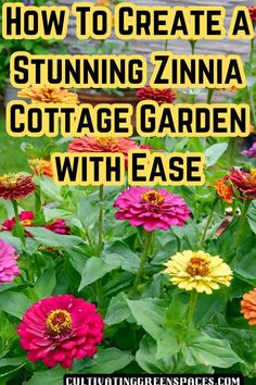 colorful flowers with the words how to create a stunning zinna cottage garden with ease