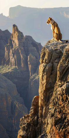 a small animal sitting on top of a rocky cliff