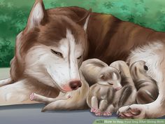 an adult wolf laying next to two baby puppies