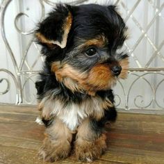 a small black and brown dog sitting on top of a wooden floor next to a metal fence