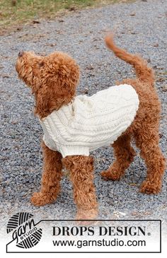 a brown dog wearing a white sweater standing on gravel