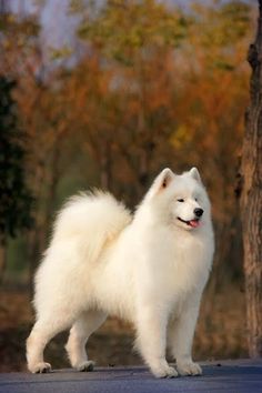 a white dog standing on the side of a road next to a tree with its mouth open