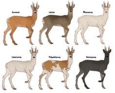 the different types of deer are shown in this image, and each has their own name on it